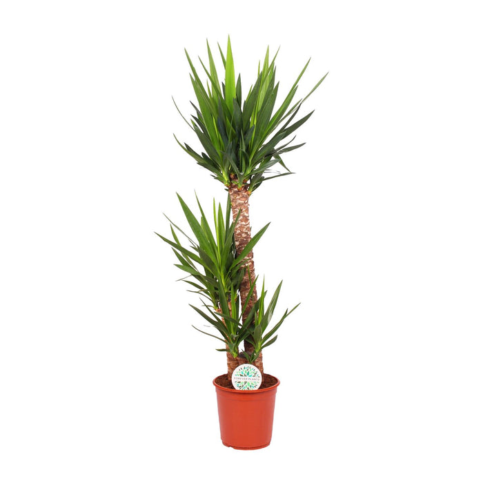 Yucca elephantipes - Ø24cm - ↕125cm