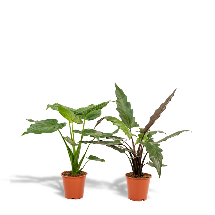 Duo tropicale da interno - Alocasia cucullata - Ø19cm - ↕60cm + Alocasia lauterbachiana - Ø19cm - ↕75cm