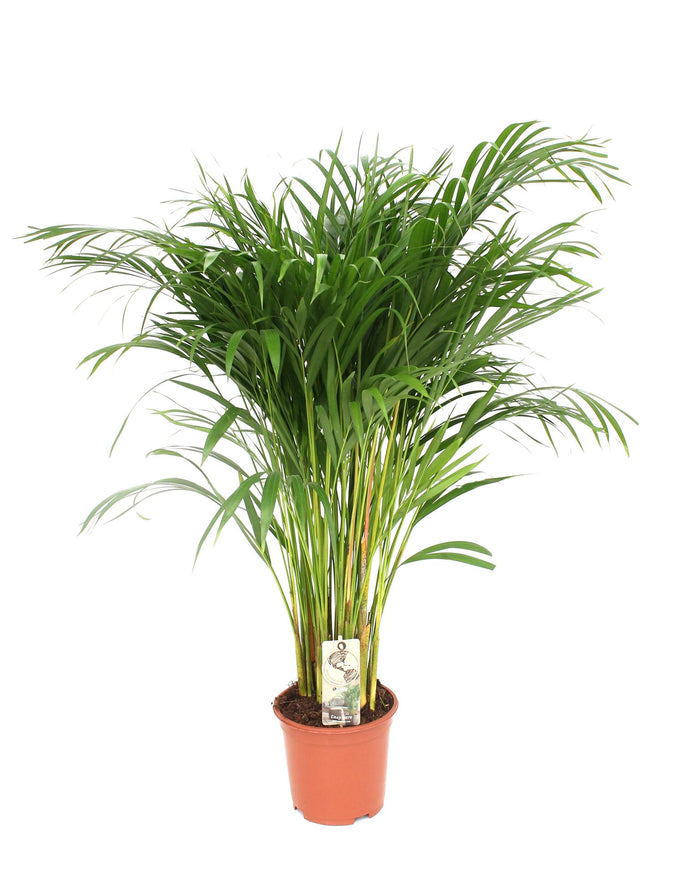 Dypsis lutescens (Areca Palm) - Ø21cm - ↕110cm