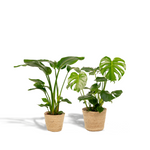 Load image into Gallery viewer, Tropical Duo + Pots - Strelitzia Nicolai - Ø19cm - ↕85cm + Monstera Deliciosa - Ø21cm - ↕75cm + Basket Selin
