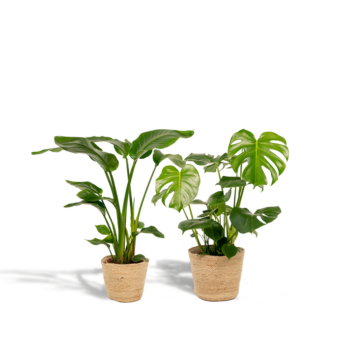 Tropical Duo + Vasi - Strelitzia Nicolai - Ø19cm - ↕85cm + Monstera Deliciosa - Ø21cm - ↕75cm + Cesto Selin
