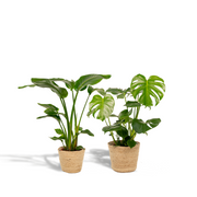 Tropical Duo + Pots - Strelitzia Nicolai - Ø19cm - ↕85cm + Monstera Deliciosa - Ø21cm - ↕75cm + Basket Selin