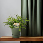 Load image into Gallery viewer, Asplenium parvati - Ø12cm - ↕35cm