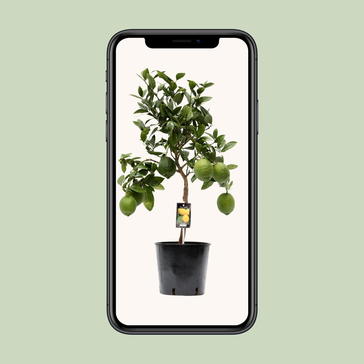 Citrus Lemon (Limone) - Ø22cm - ↕80cm
