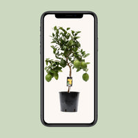 Citrus Lemon (Limone) - Ø22cm - ↕80cm