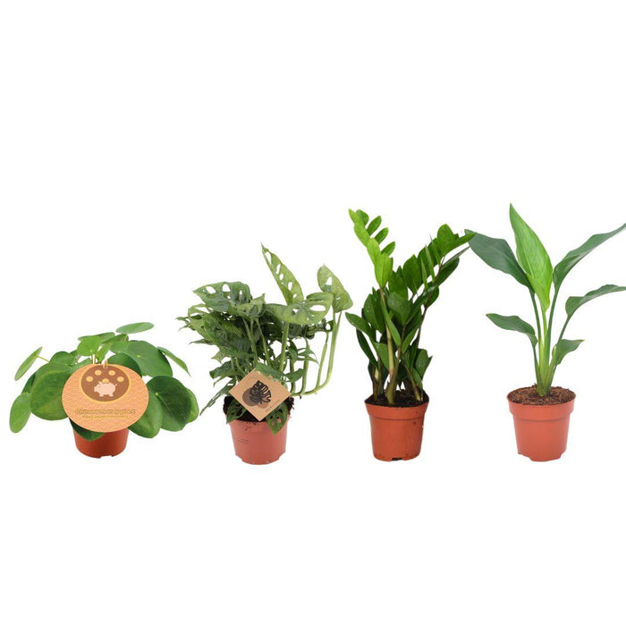 Set di piante d'appartamento di tendenza - Plantbox imperdibile - 4 piante - Ø12cm - ↕20-40cm
