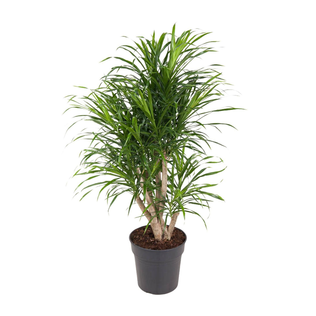 Dracaena fragrans 'Anita' - Ø24cm - ↕100cm