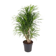 Dracaena fragrans 'Anita' - Ø24cm - ↕100cm