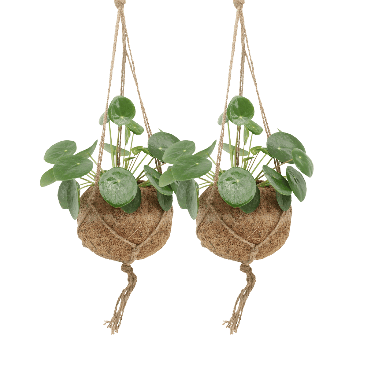 Kokedama Pilea Peperomiodes (Pancake Plant) - 2 plants - ø15 - ↕20cm