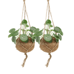 Load image into Gallery viewer, Kokedama Pilea Peperomiodes (Pancake Plant) - 2 plants - ø15 - ↕20cm