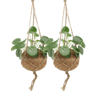 Kokedama Pilea Peperomiodes (Pancake Plant) - 2 plants - ø15 - ↕20cm