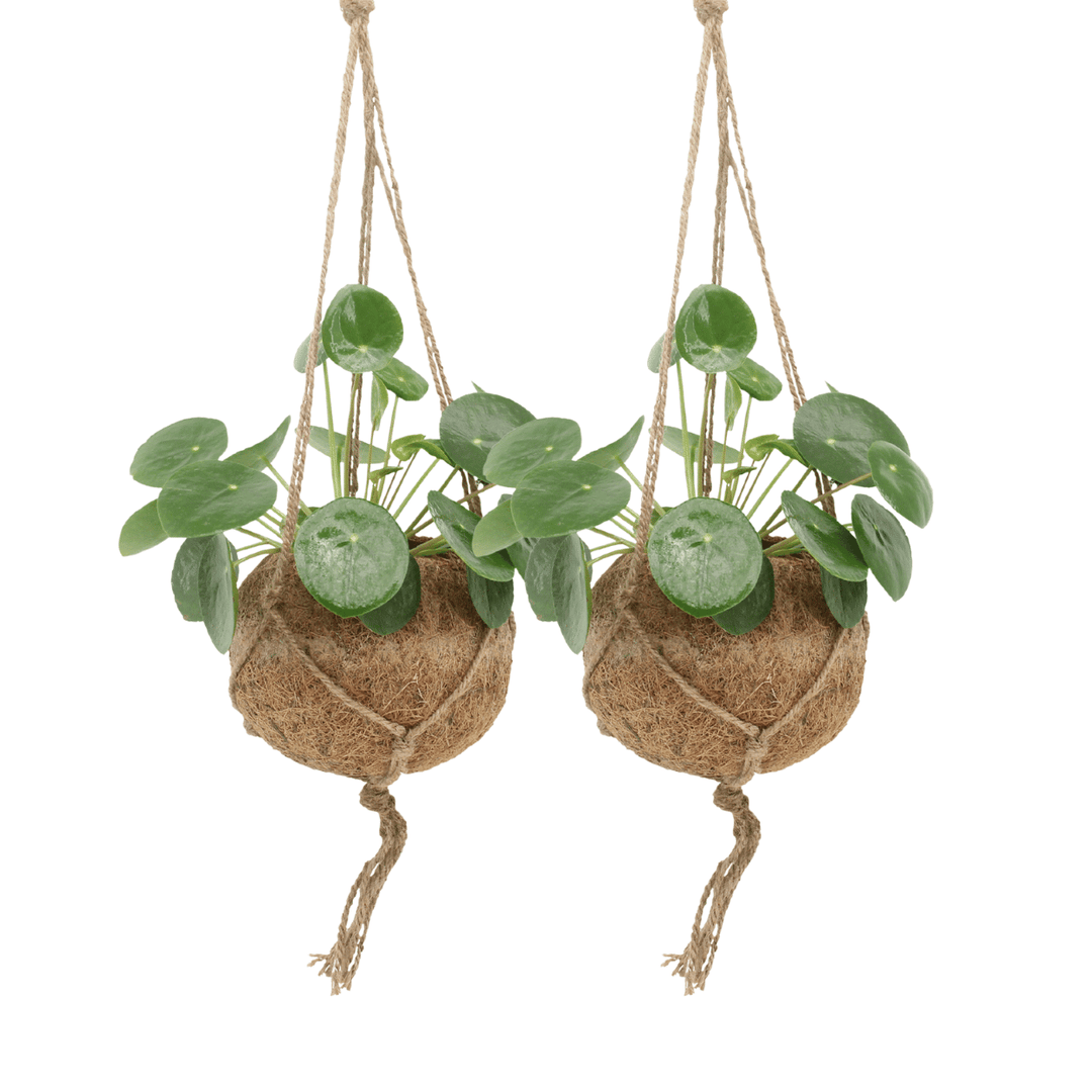 Kokedama Pilea Peperomiodes (Pancake Plant) - 2 plants - ø15 - ↕20cm