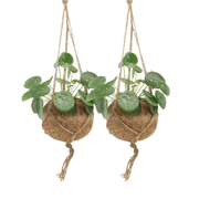 Kokedama Pilea Peperomiodes (Pancake Plant) - 2 plants - ø15 - ↕20cm