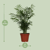 Chamaedorea elegans (Palma della Fortuna) - Ø17cm - ↕55cm