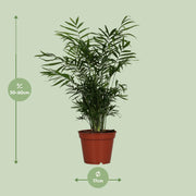Chamaedorea elegans (Palma della Fortuna) - Ø17cm - ↕55cm