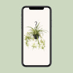 Load image into Gallery viewer, Chlorophytum comosum variegatum - Ø14cm - ↕55cm