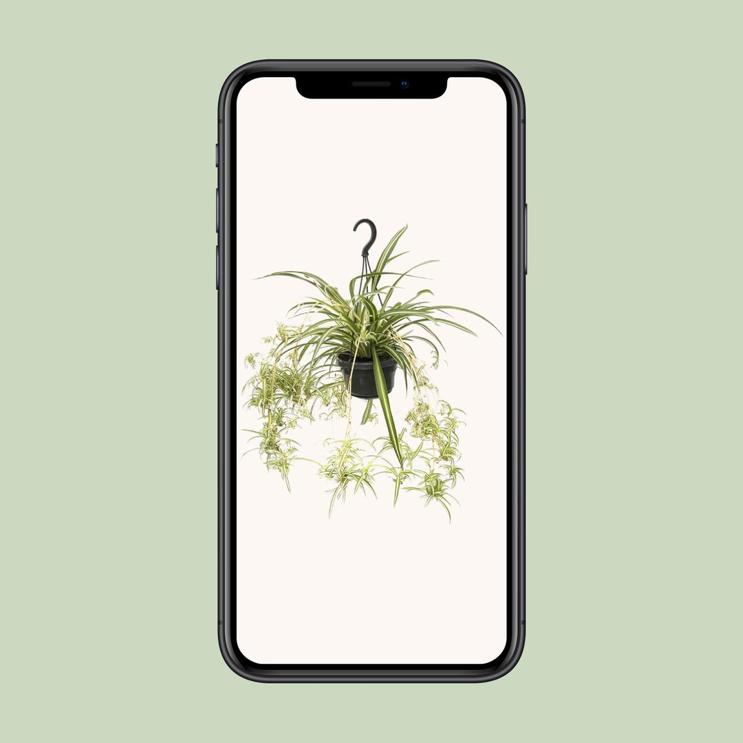 Chlorophytum comosum variegatum - Ø14cm - ↕55cm