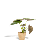 Load image into Gallery viewer, Alocasia wentii in Selin Basket - Ø19cm - ↕65cm