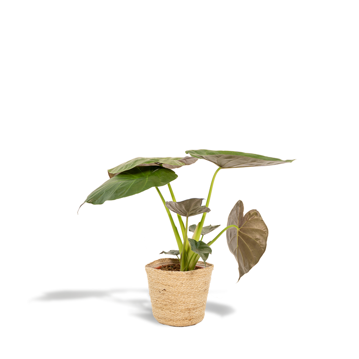 Alocasia wentii in Selin Basket - Ø19cm - ↕65cm