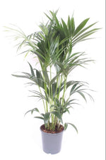 Load image into Gallery viewer, Howea forsteriana (Kentia) - Ø24cm - ↕120cm