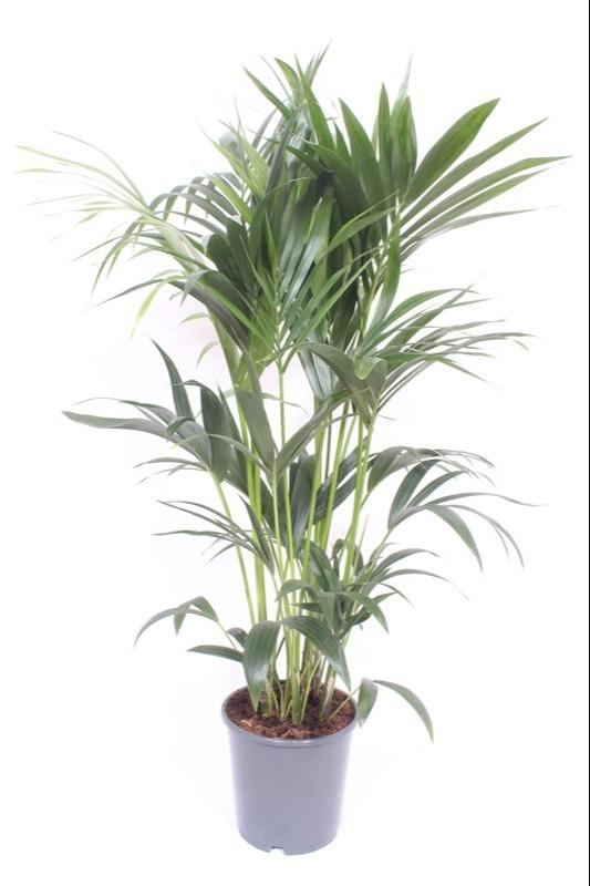 Howea forsteriana (Kentia) - Ø24cm - ↕120cm