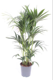 Howea forsteriana (Kentia) - Ø24cm - ↕120cm