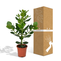 Clusia rosea 'Princess' - Ø17cm - ↕60cm