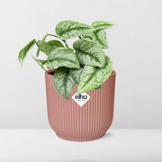 Scindapsus pictus ‘Trebie’ in ELHO Vibes Fold Pot, Pink, ø14cm ↕15cm