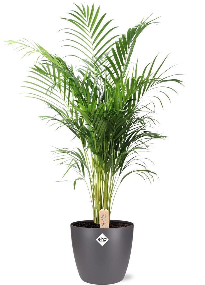 Dypsis Lutescens (Areca) - Ø24cm - ↕110cm + Pot Brussels, Anthracite, D25x23cm