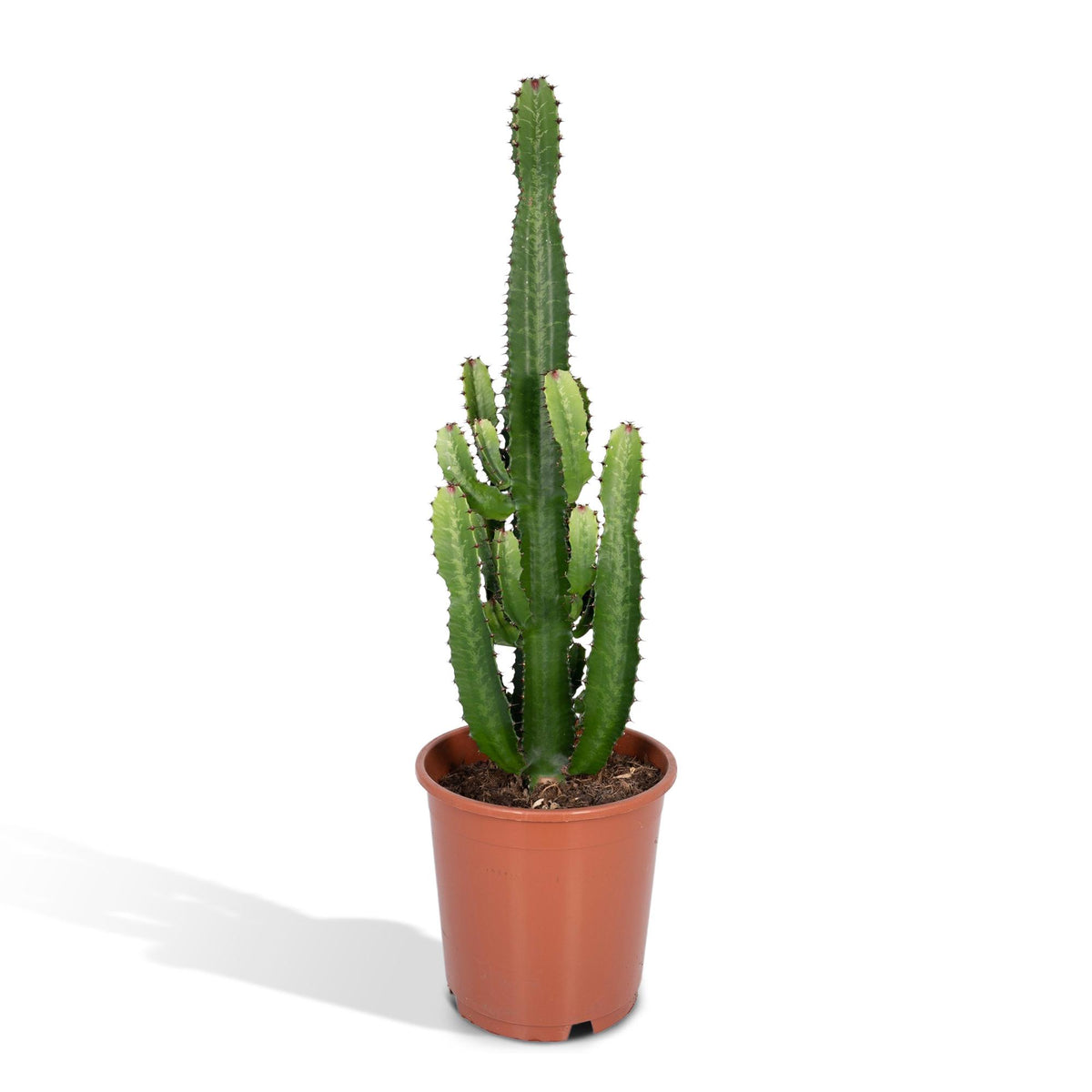Euphorbia acrurensis - Ø24cm - ↕60cm
