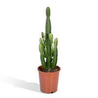 Euphorbia acrurensis - Ø24cm - ↕60cm