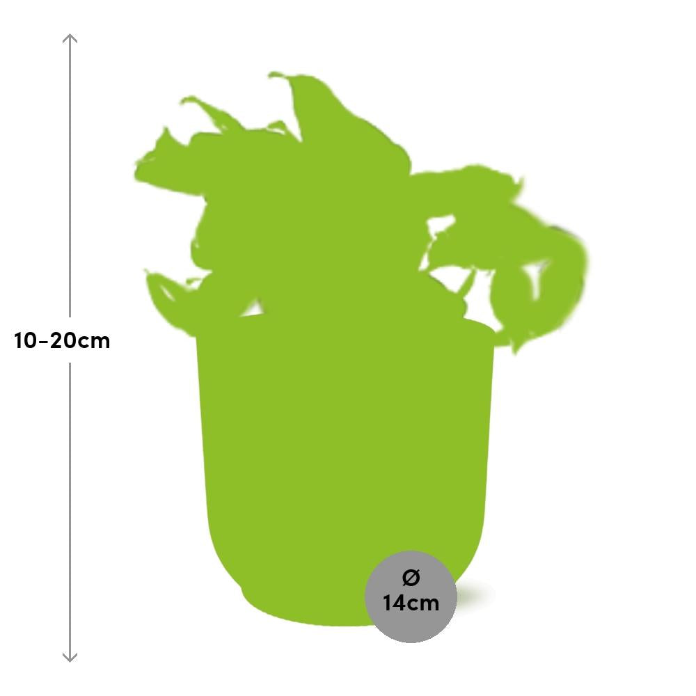 Epipremnum pinnatum 'Happy Leaf' in ELHO Vibes Fold, Pink, Ø14cm ↕15cm