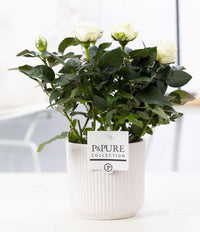 White rose plant in ceramic pot from P&PURE collection, featuring glossy foliage and elegant blooms.