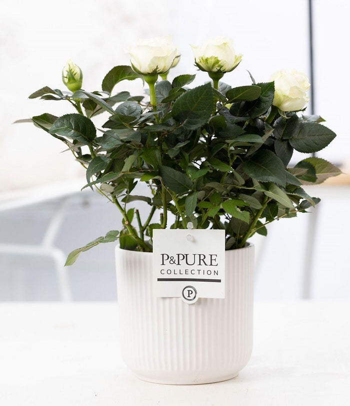 White rose plant in ceramic pot from P&PURE collection, featuring glossy foliage and elegant blooms.