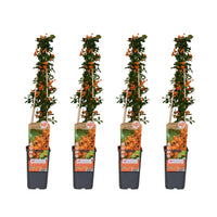 Pyracantha 'Soleil d'Or' - 4 piante - Ø15cm ↨65cm