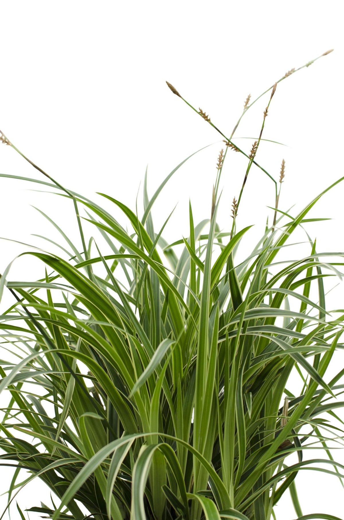 Carex morrowii 'Ice Dance' - 3 piante - Ø14 - ↨30cm