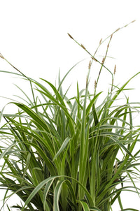 Carex morrowii 'Ice Dance' - 3 piante - Ø14 - ↨30cm