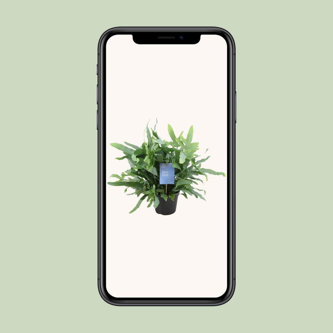 Phlebodium aureum 'Blue Fern' - Ø14cm - ↕40cm