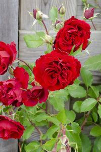 Rosa 'Crazy in love Red', Rossa - 3 piante - Ø15 - ↨65cm