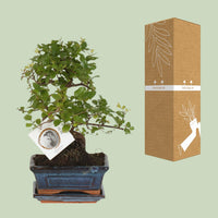 Bonsai 'Sageretia' - Ø15cm - ↕15cm