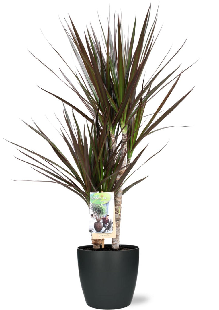 Dracaena marginata 'Magenta' - Ø17cm - ↕80cm + Pot Brussels D18x17cm - Anthracite