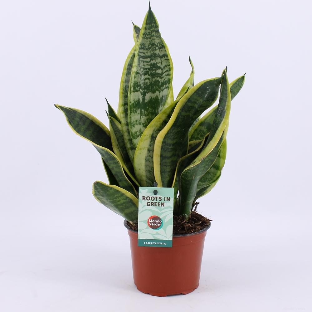 Sansevieria futura 'Superba' - Ø12cm - ↕35cm