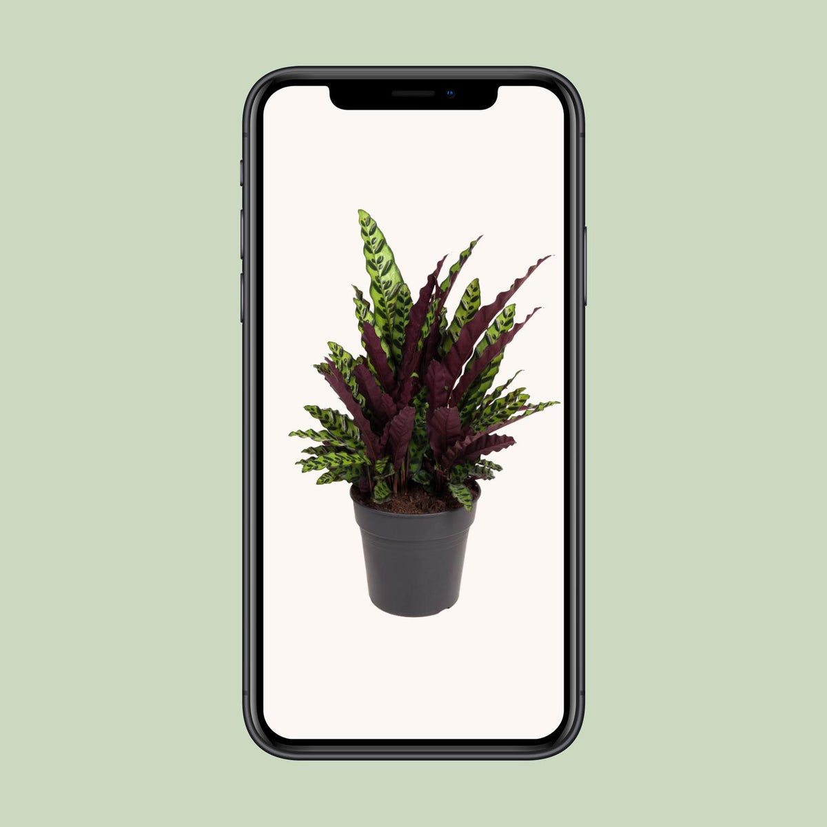 Calathea lancifolia (Pianta del Sonaglio) – Ø27cm – ↕70cm