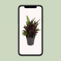 Calathea lancifolia (Pianta del Sonaglio) – Ø27cm – ↕70cm