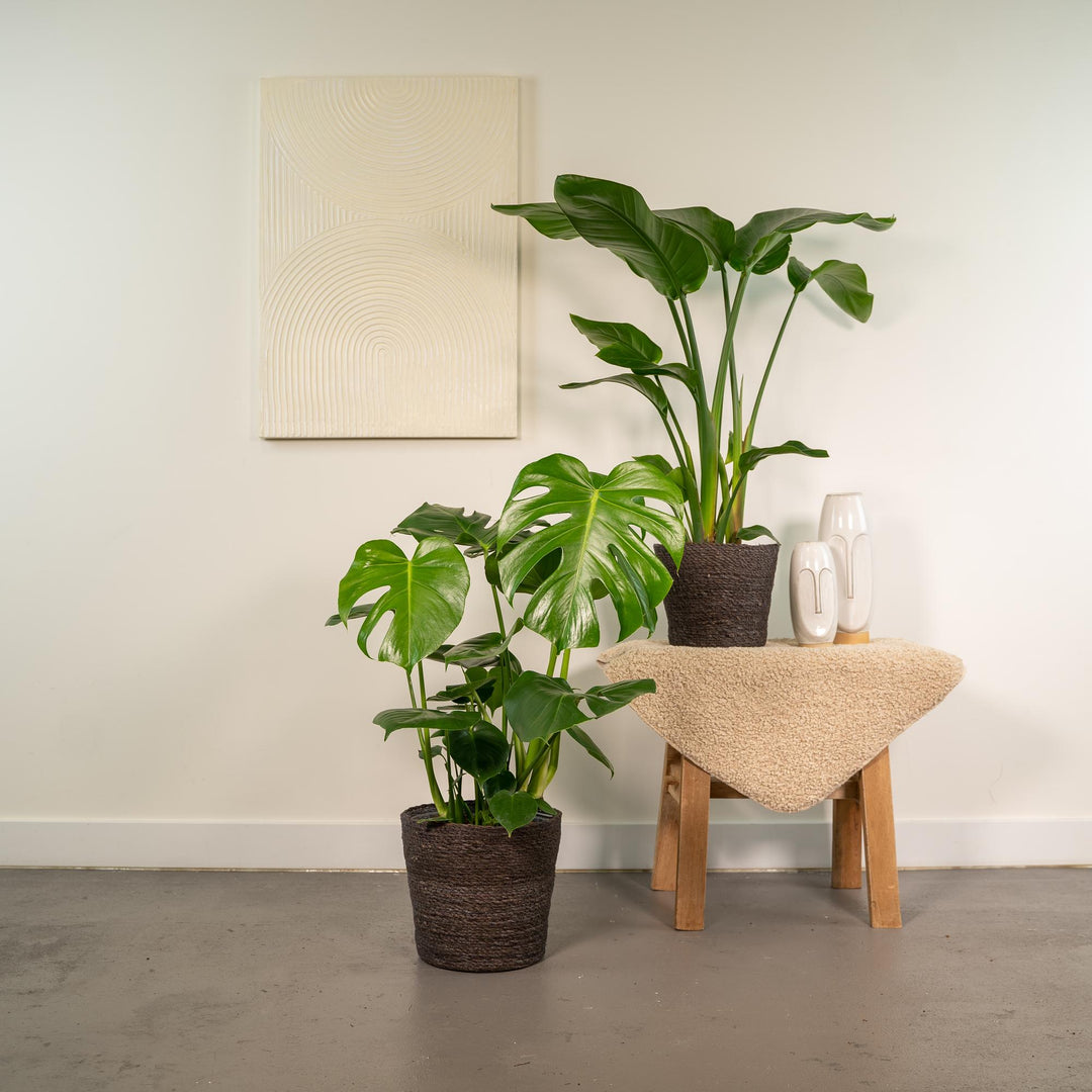 Tropical Duo - Strelitzia nicolai - Ø19cm - ↕85cm + Monstera deliciosa - Ø21cm - ↕75cm