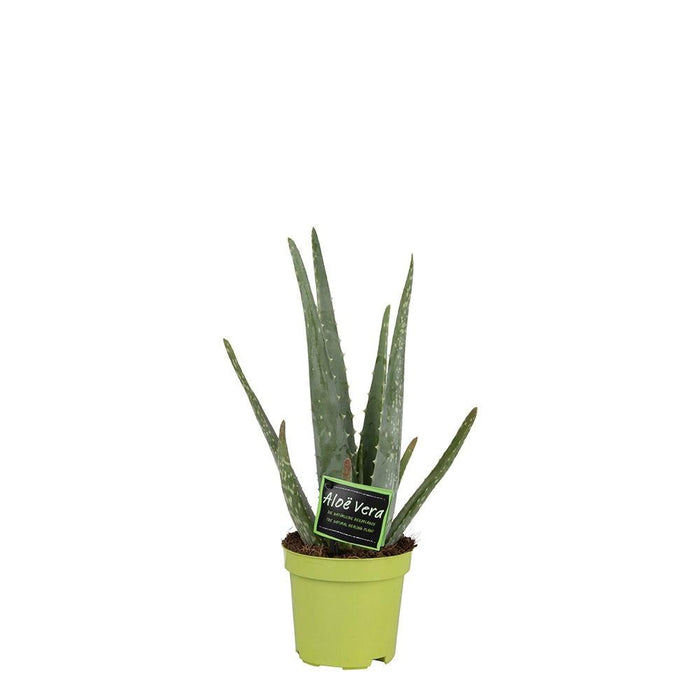 Aloe vera - Ø10,5cm - ↕35cm