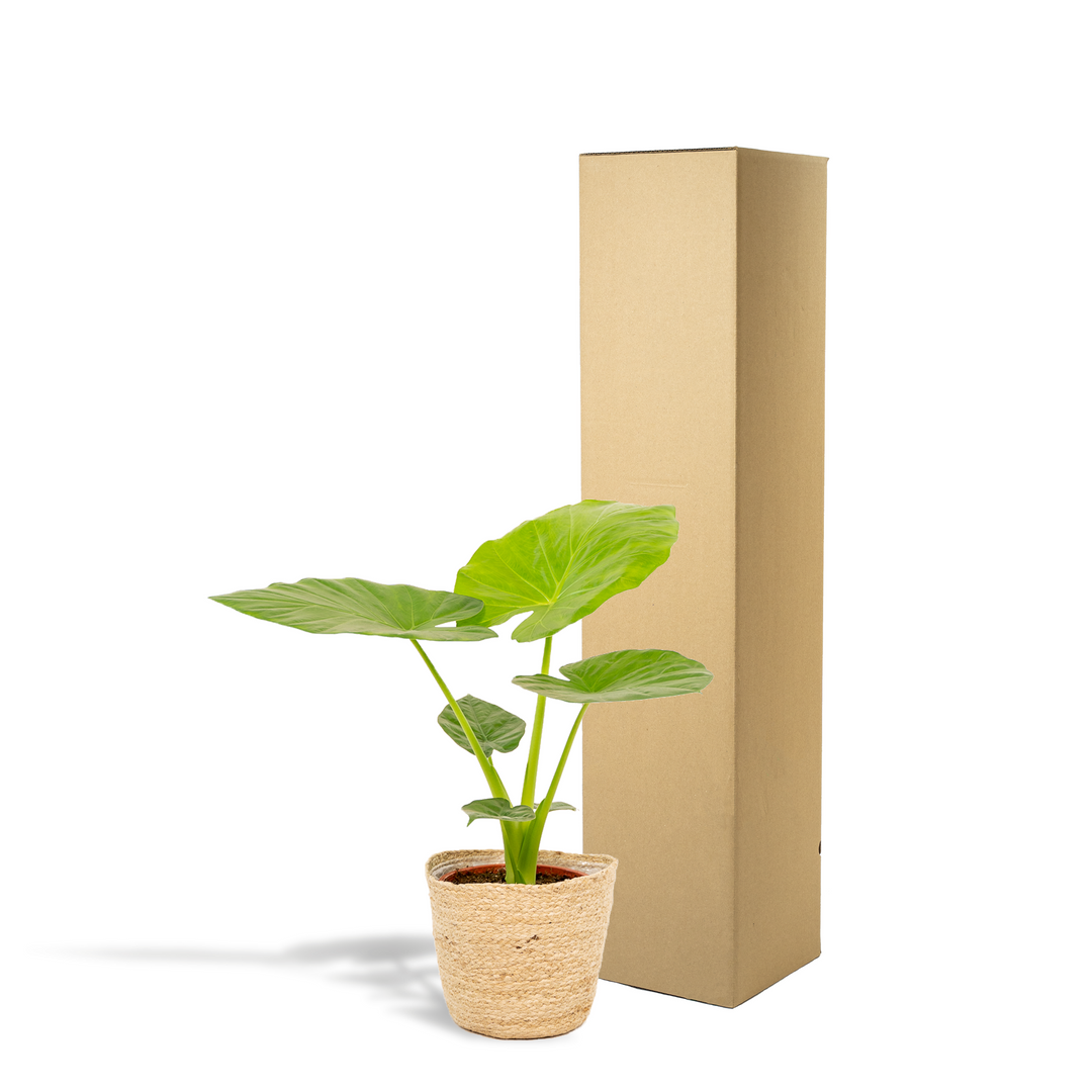 Alocasia macrorrhiza in Basket Selin - Ø19cm - ↕70cm