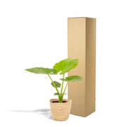 Alocasia macrorrhiza in Basket Selin - Ø19cm - ↕70cm