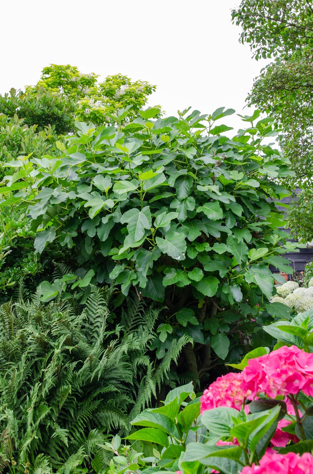 Ficus gustissimo 'Perretta' - Ø13 - ↨45cm