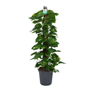 Epipremnum (Scindapsus) - Ø24cm - ↕120cm